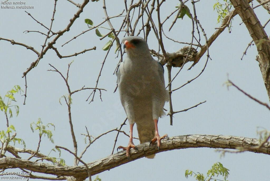 Dark Chanting Goshawk