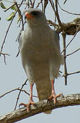 Dark Chanting Goshawk