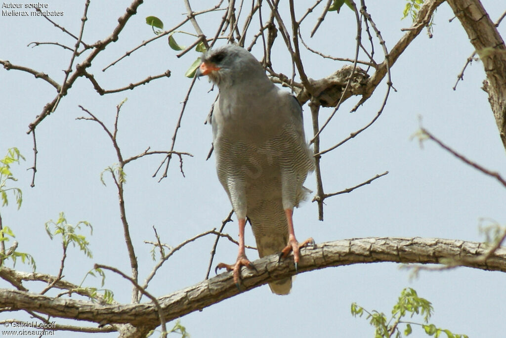 Dark Chanting Goshawk