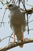 Dark Chanting Goshawk