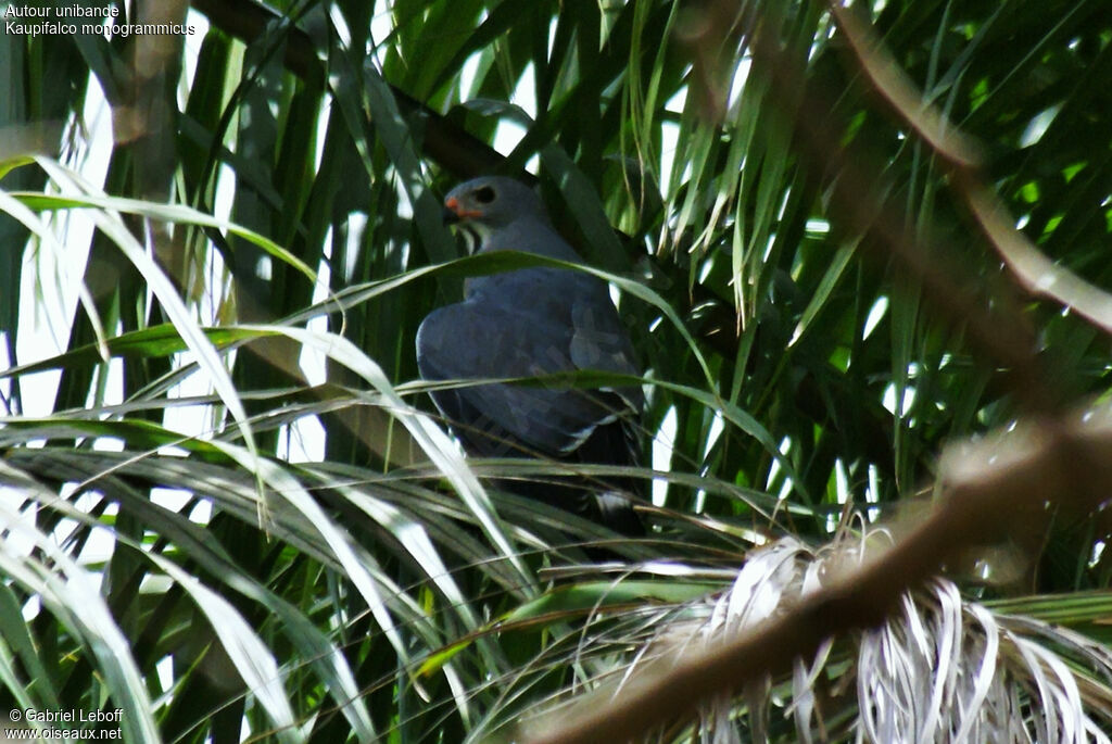 Lizard Buzzard