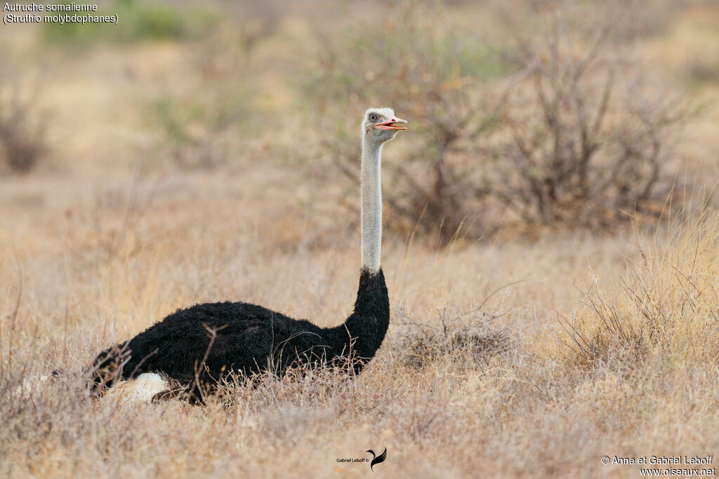 Autruche de Somalie
