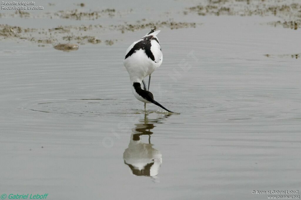 Avocette élégante