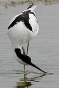 Pied Avocet