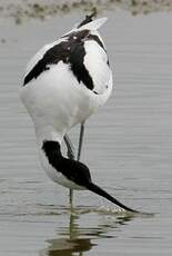 Avocette élégante