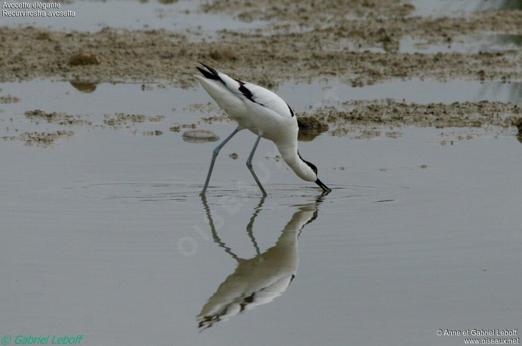 Pied Avocet