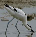 Avocette élégante