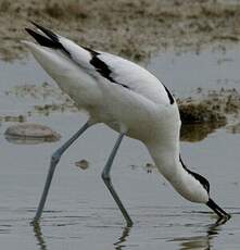 Avocette élégante