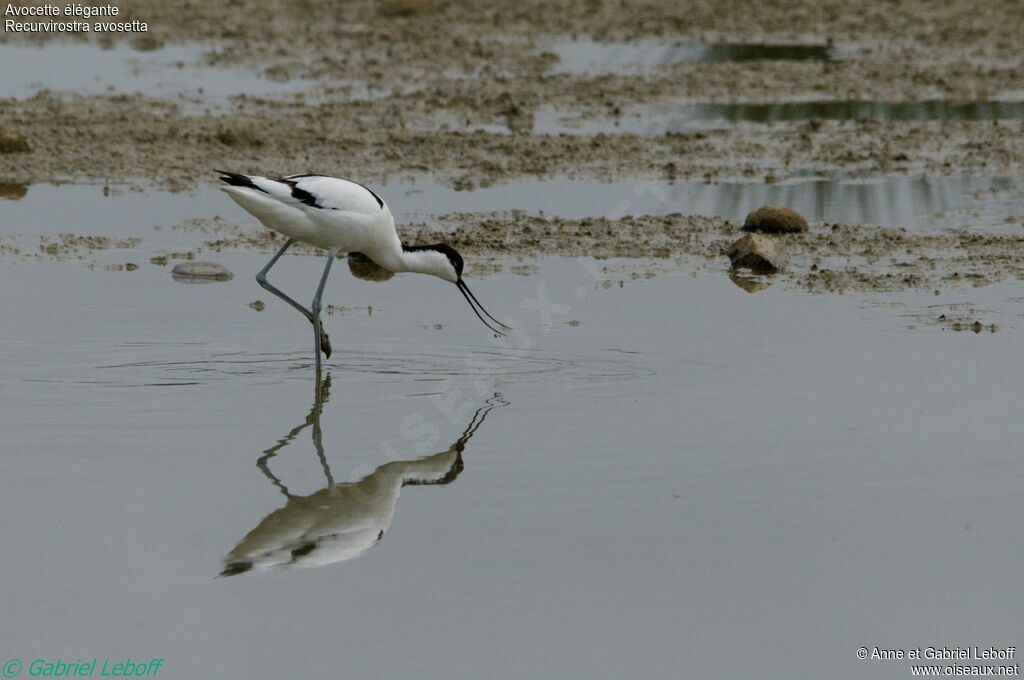 Avocette élégante