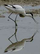 Pied Avocet