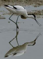 Avocette élégante