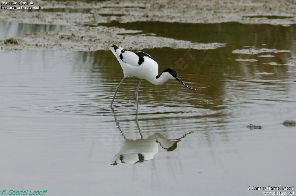 Pied Avocet