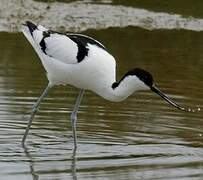 Avocette élégante