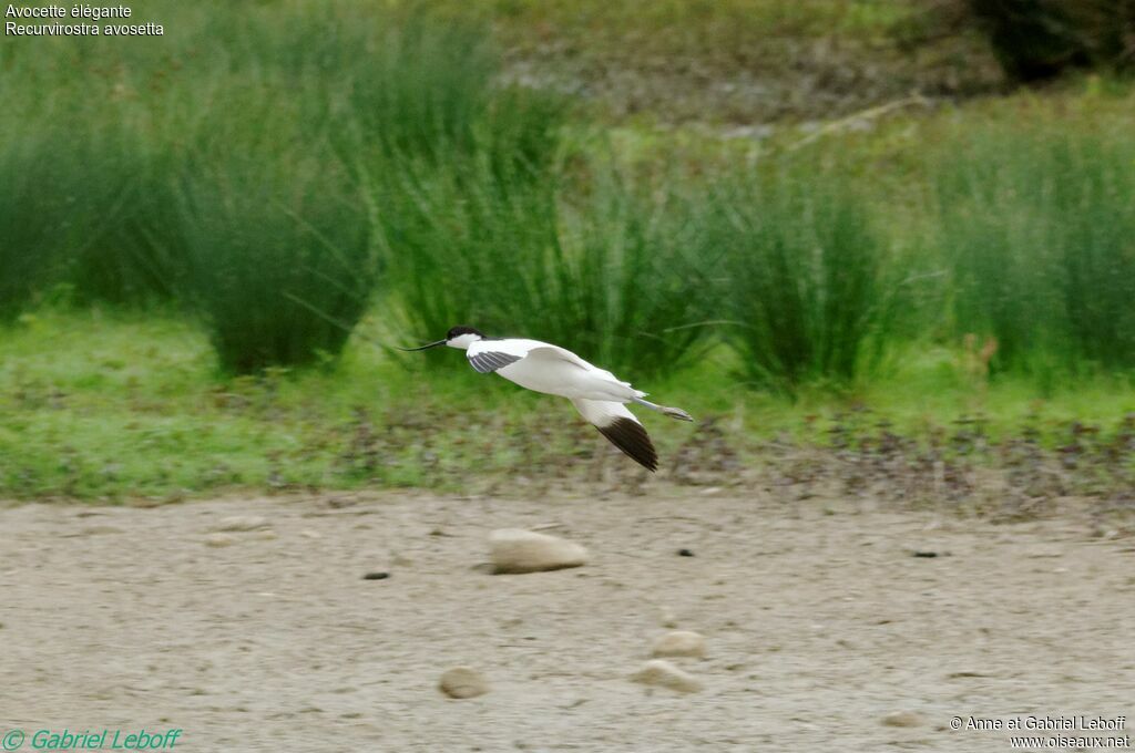 Pied Avocet