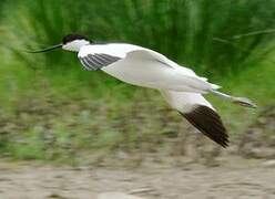 Avocette élégante