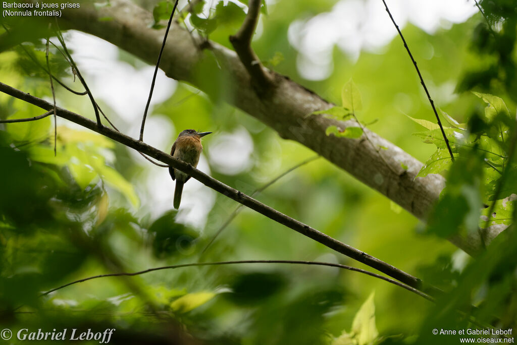 Grey-cheeked Nunlet