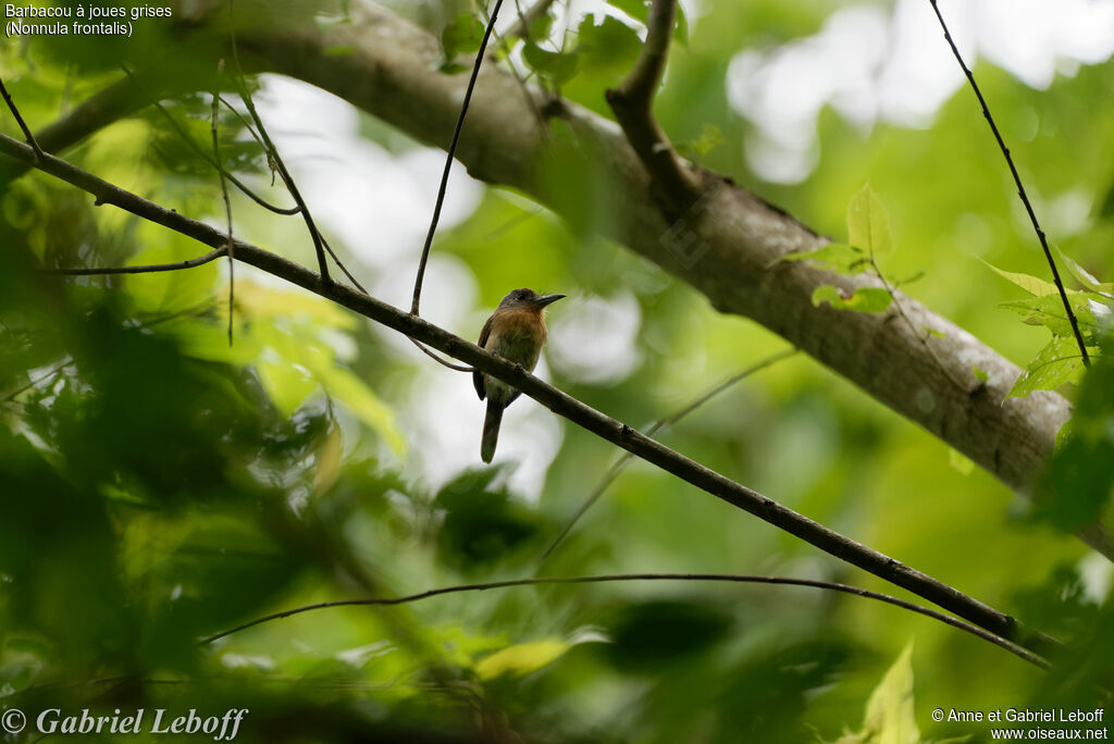 Grey-cheeked Nunlet