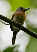 Grey-cheeked Nunlet