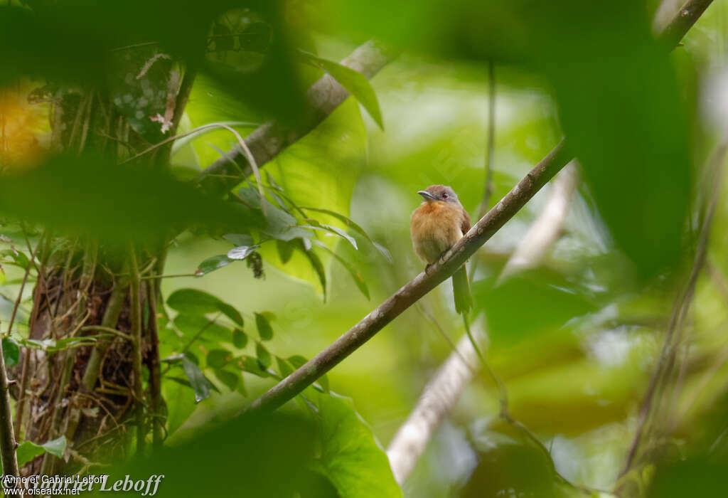 Grey-cheeked Nunletadult