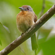 Grey-cheeked Nunlet