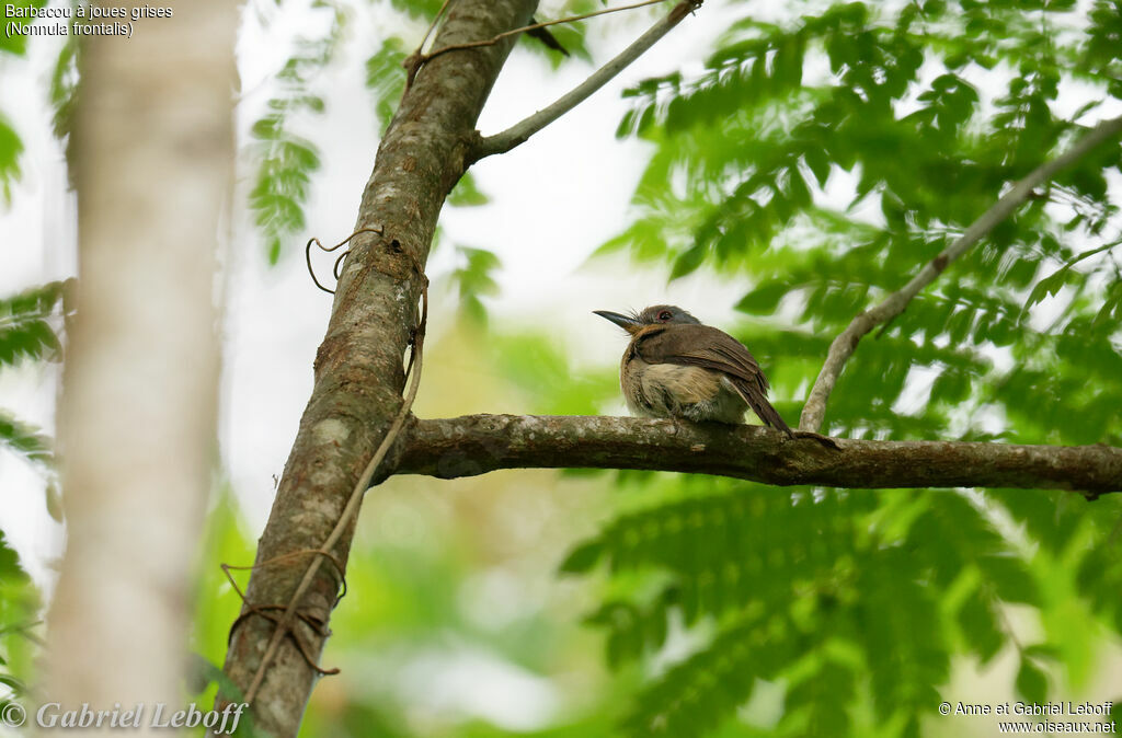 Grey-cheeked Nunlet