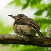 Grey-cheeked Nunlet