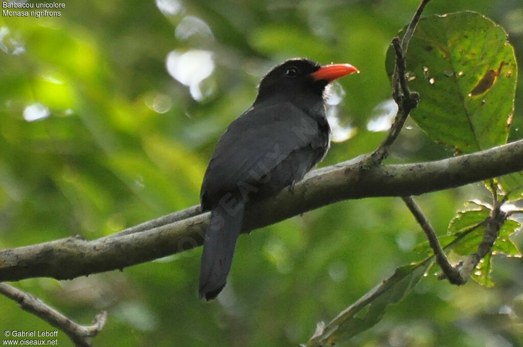 Black-fronted Nunbird