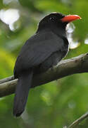 Black-fronted Nunbird