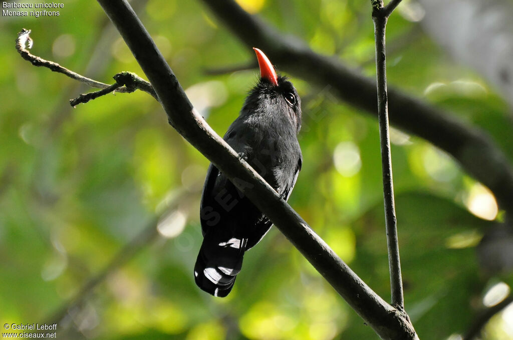 Black-fronted Nunbird