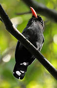 Black-fronted Nunbird