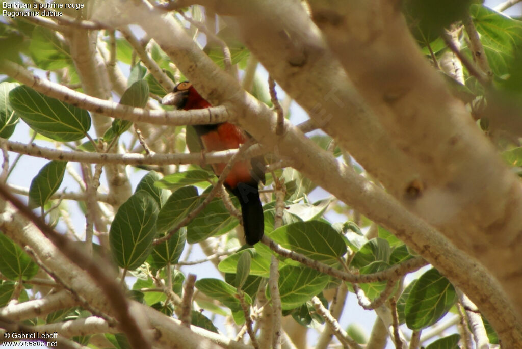 Bearded Barbet