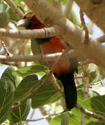 Bearded Barbet