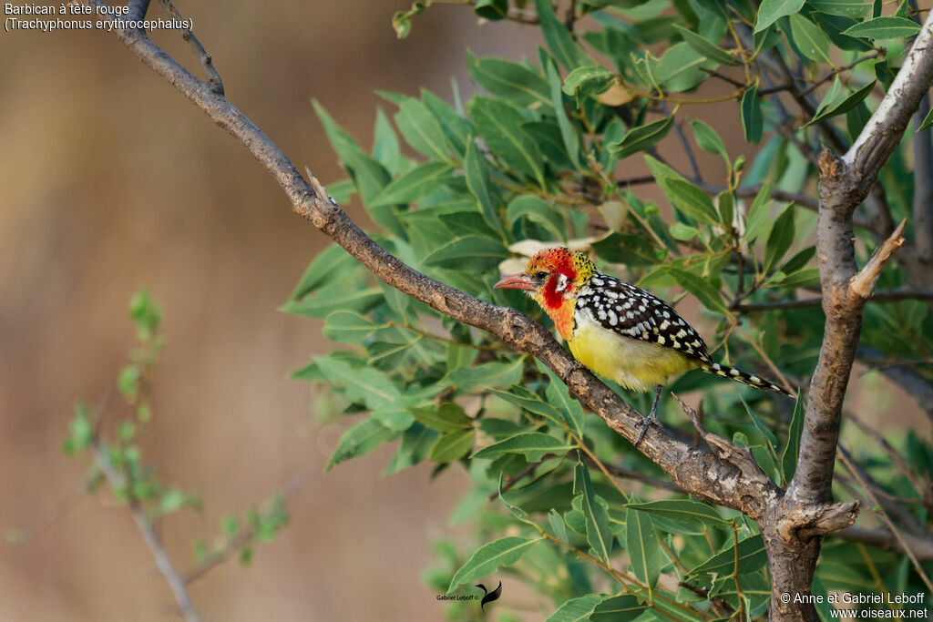 Red-and-yellow Barbet