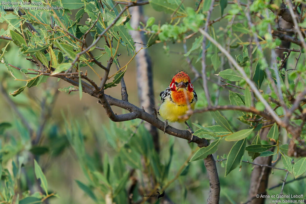 Red-and-yellow Barbet