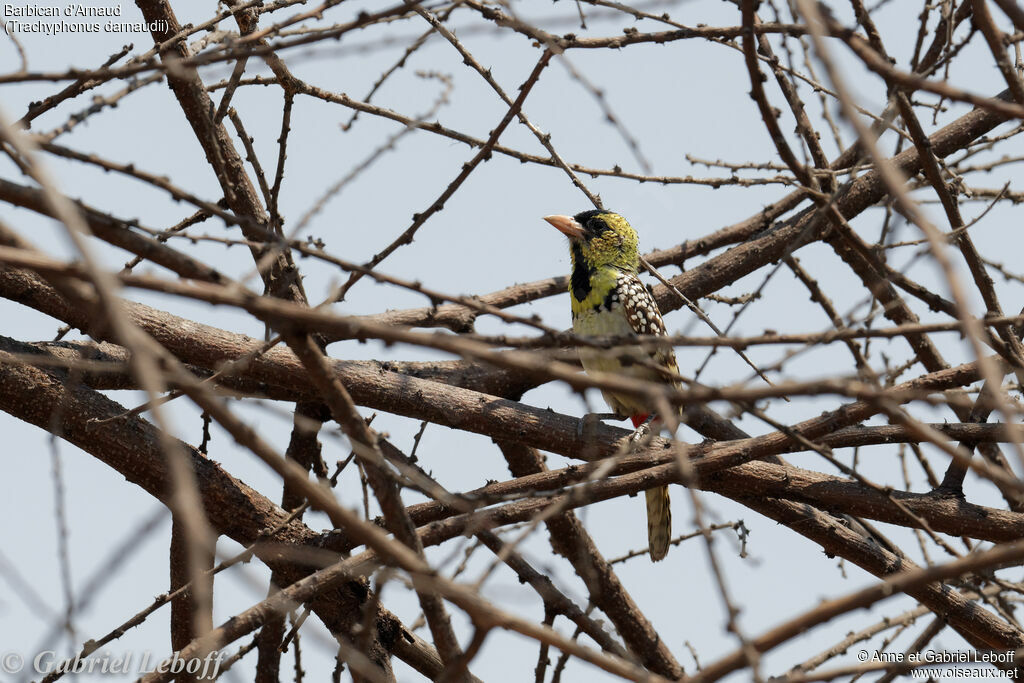 D'Arnaud's Barbet