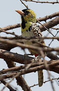 D'Arnaud's Barbet