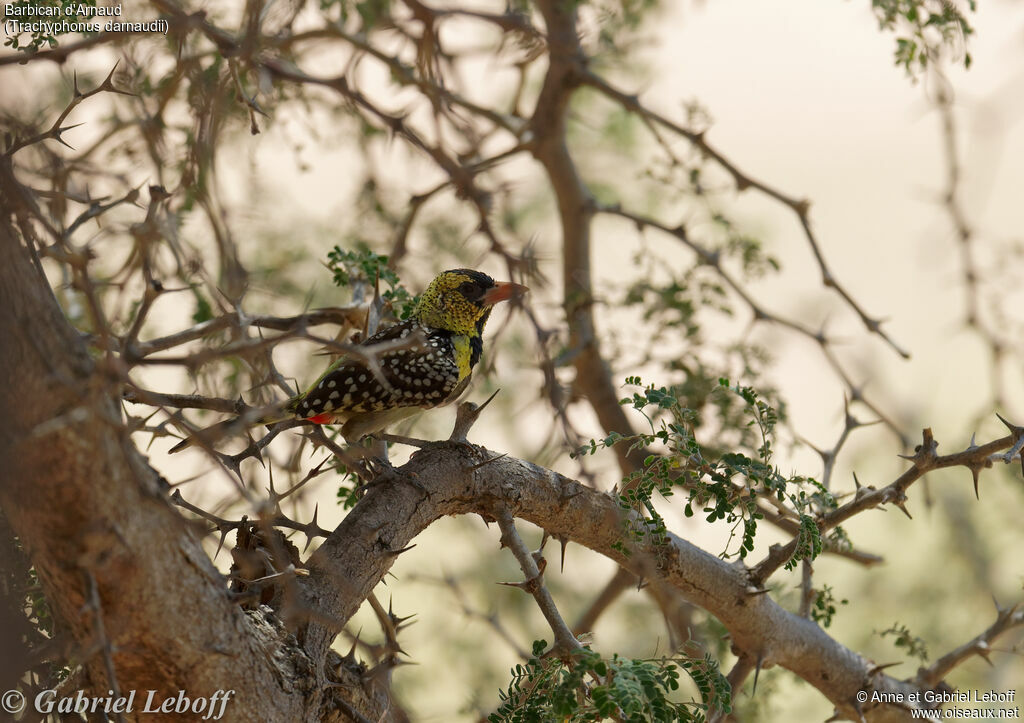 D'Arnaud's Barbet