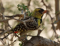 D'Arnaud's Barbet