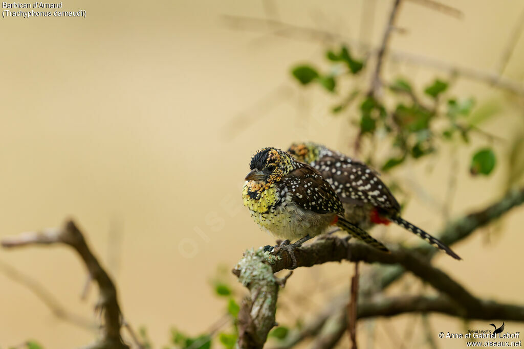 D'Arnaud's Barbet