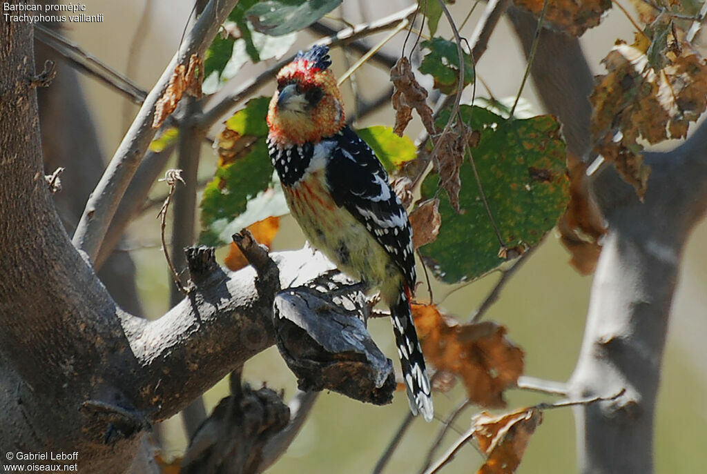 Crested Barbet