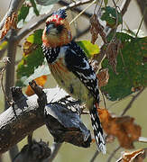 Crested Barbet