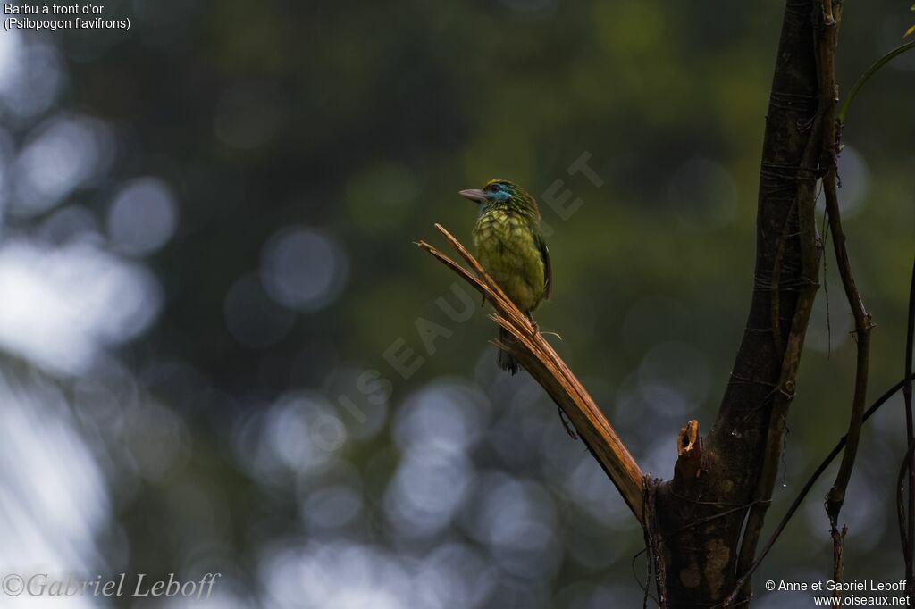 Yellow-fronted Barbet