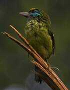 Yellow-fronted Barbet