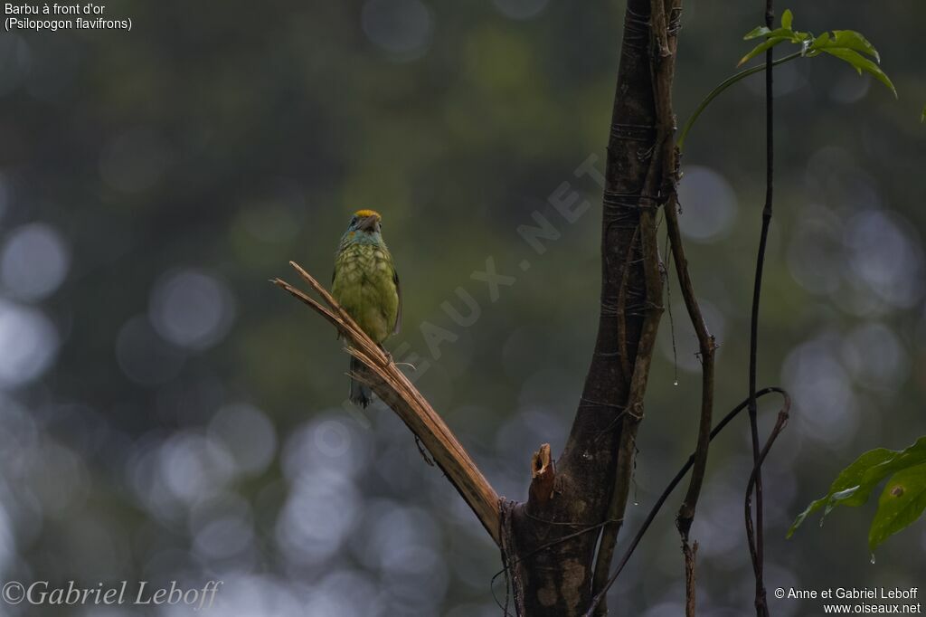 Yellow-fronted Barbet