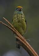 Yellow-fronted Barbet