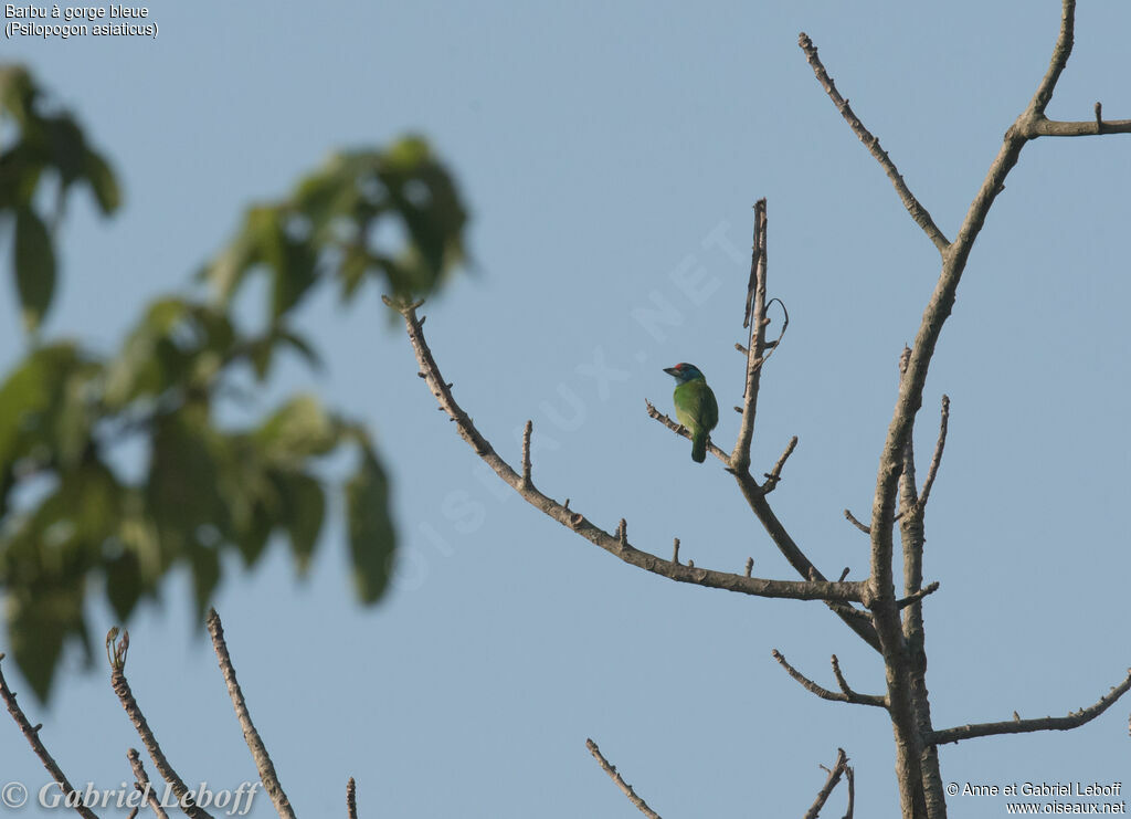 Blue-throated Barbet