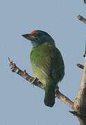 Blue-throated Barbet