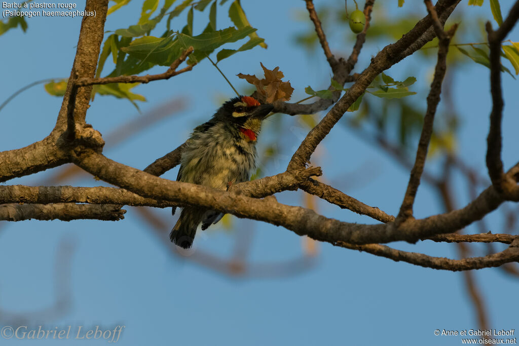 Coppersmith Barbet