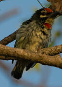 Coppersmith Barbet