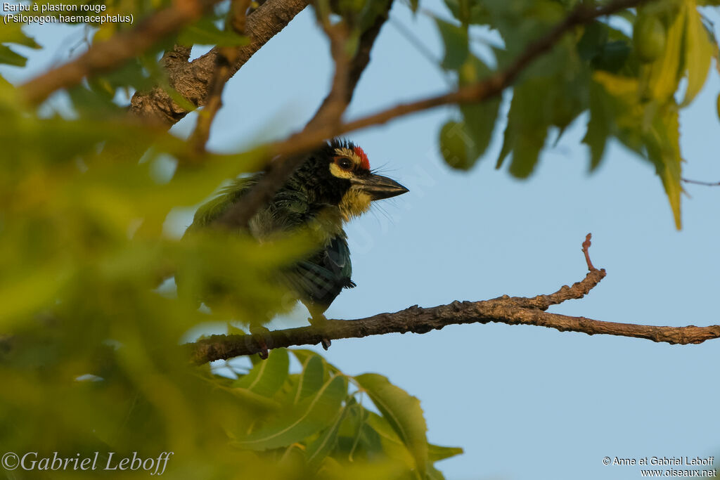 Coppersmith Barbet